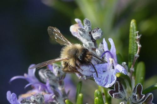 Andrena sp.
